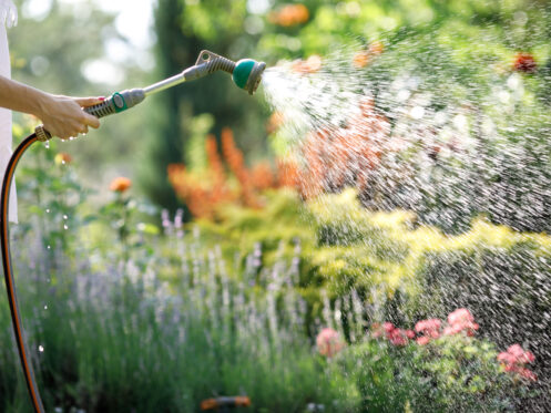 How to Save Water in Your Garden This Summer